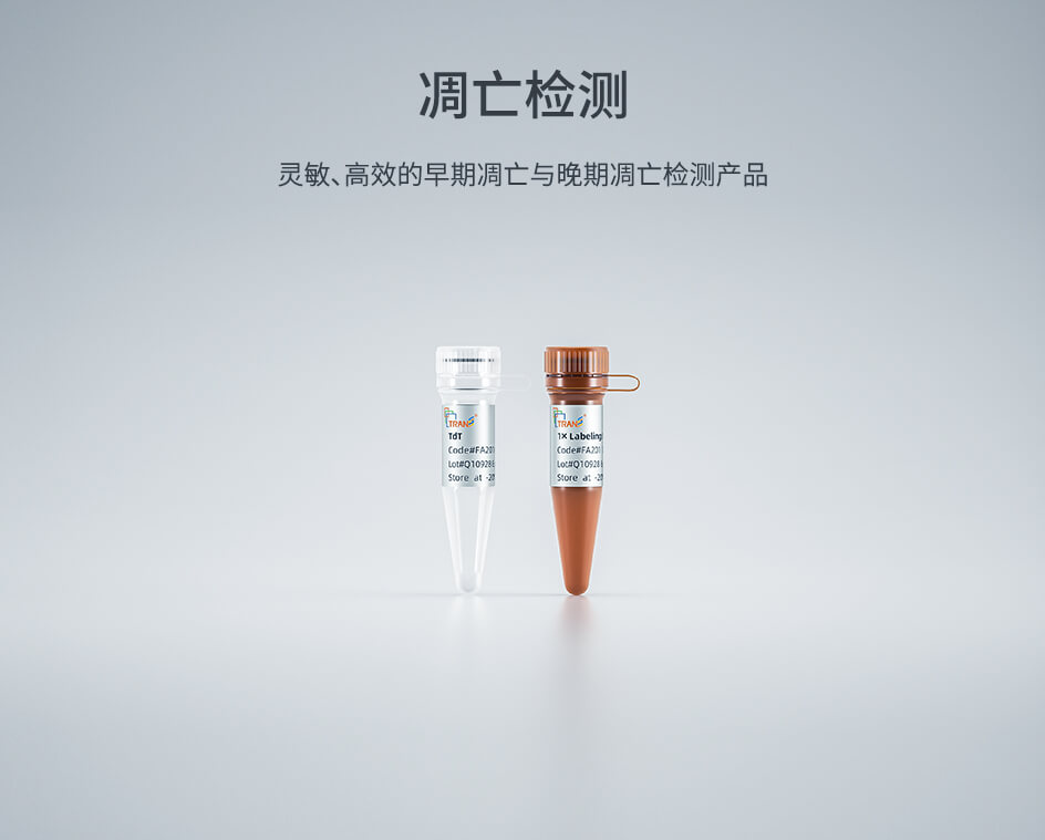 凋亡檢測(cè)