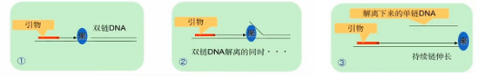 Bst DNA聚合酶的鏈置換原理