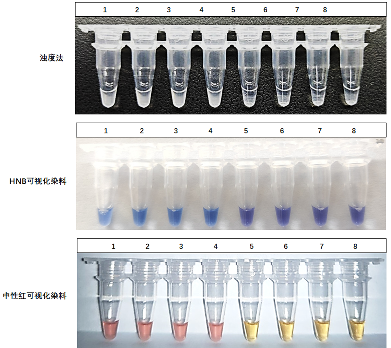1-4：ASFV-p72基因質(zhì)粒；5-8：NTC