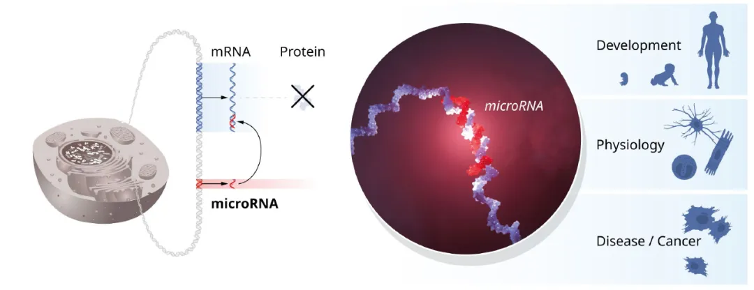 microRNA的開創(chuàng)性發(fā)現(xiàn)揭示了基因調(diào)控的一個新維度