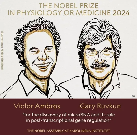 2024年諾貝爾生理學(xué)或醫(yī)學(xué)獎獲獎?wù)撸琕ictor Ambros和Gary Ruvkun